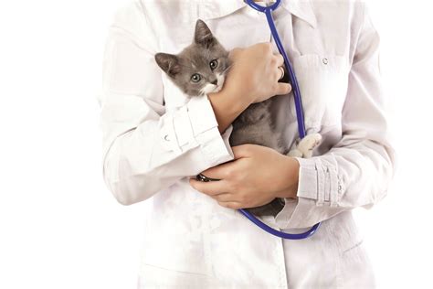 7 Essential Natural Strategies to Prevent Common Pet Ailments in Dogs ...