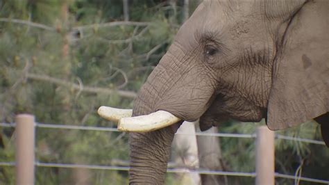 Elephant Valley opens at San Diego Zoo Safari Park | cbs8.com