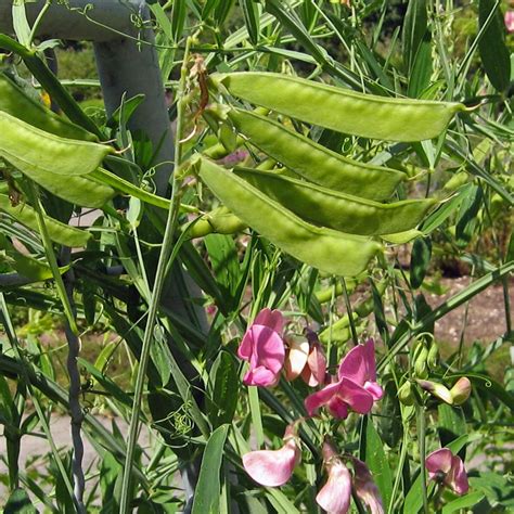 Dwarf sweet pea Bijou Mix seeds - compact & fragrant