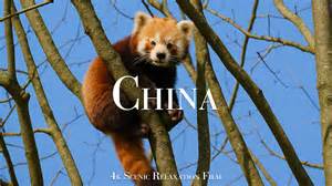 Exploring Animals, Huangshan, and Coasts of China – Captured in 4K