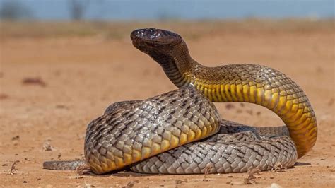 How to identify an inland taipan snake: Key features, habitat clues ...