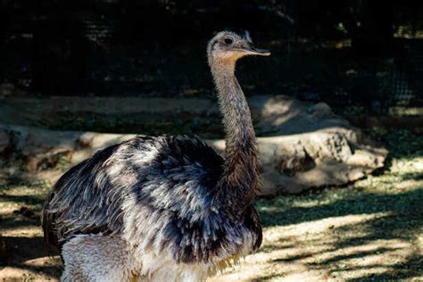 10 giant birds that are bigger than humans