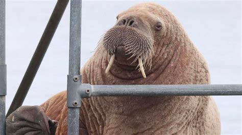 Harbour master: Young walrus touring Scotland is 'just exploring' - BBC News
