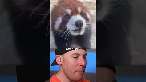 The world's cutest animals