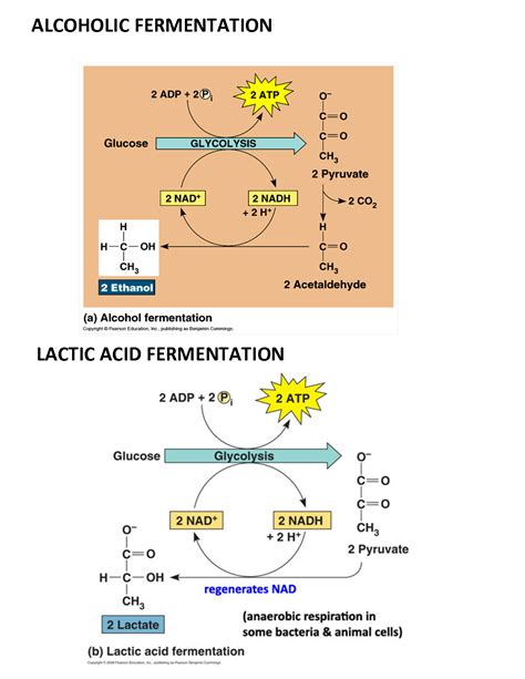 Aerobic Respiration In Animals Hsc Physics 2nd Paper Book Pdf Download