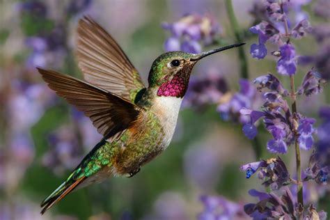Hummingbird migration map shows birds arriving across Mass. Here's where
