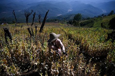 Opium production rises 33% in Myanmar, U.N. report says