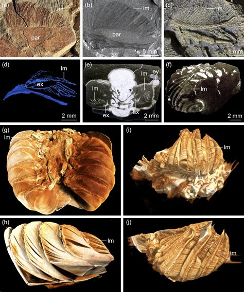Breathing new life into an ancient mystery: Unlocking the trilobite's respiratory secrets
