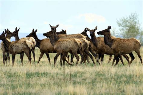 Colorado lawmakers kill bill to limit police use of Flock camera data | KiowaCountyPress.net