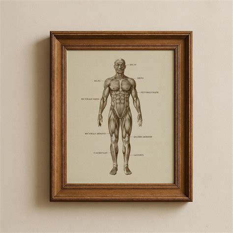 Vintage Muscle Anatomy Print, Human Body Anatomy Chart, Antique Medical ...