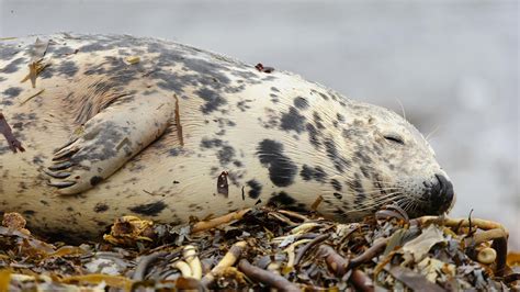 Bing image: Grey seal sleeping on the beach, Orkney Islands, Scotland ...