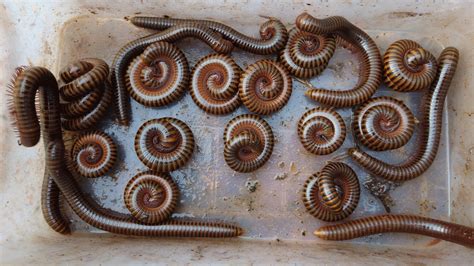 OMG!! Best Catch All Group Giant Millipedes After Heavy Rain Evening ...