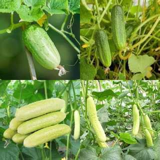 ibains Cucumber seeds f1 hybrid Kakari sosa seeds pack of 30 Seed Price ...