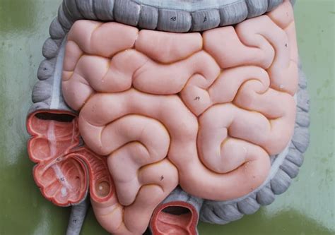 How Your Body Makes Poop (And Surprising Facts About Digestion ...