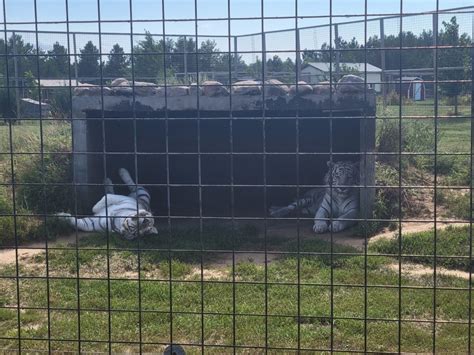 Safari North Wildlife Park, Brainerd, MN: Information, Tickets and Reviews