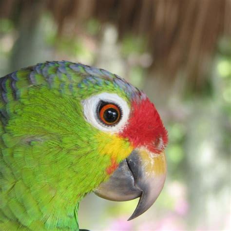Dog With Human Face Loves to Swing and Hearts are Melting - PetHelpful