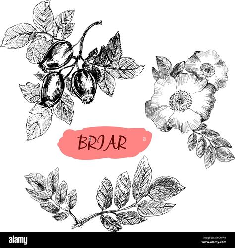 White wild rose isolated Stock Vector Images - Alamy