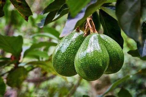 How to grow an avocado tree from the pit—no matter where you live