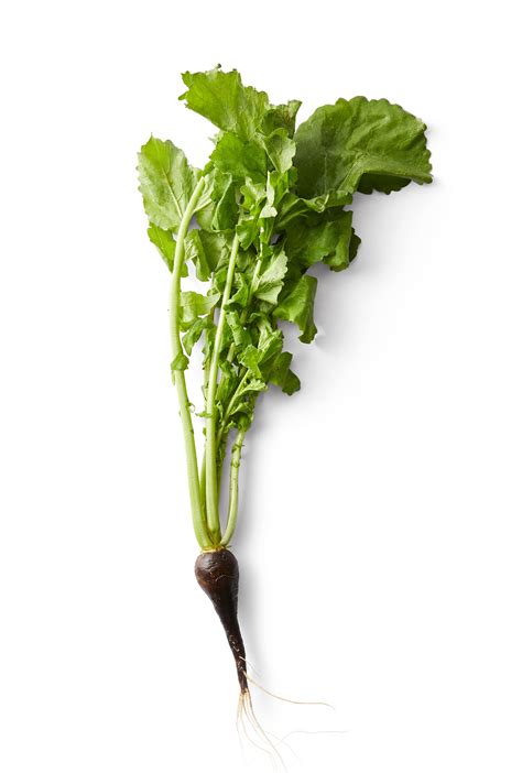 Types of Radishes: What They Taste Like and How to Use Them