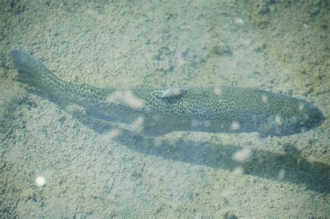High Quality Water protections expand to 530 miles of waterways in ...