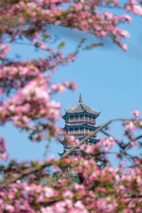 Springtime Dujiangyan Flower Viewing Guide | Trip.com Dujiangyan