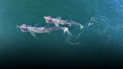 Great white sharks facing double jeopardy extinction threat due to global warming