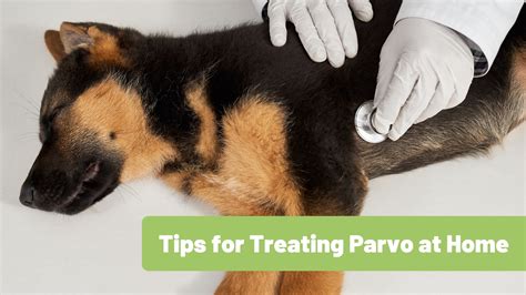 How to Cure Parvovirus at Home ⋆ ctf.bnsf.com