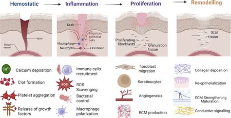 Frontiers | Carbon nanotubes for wound healing: material design ...