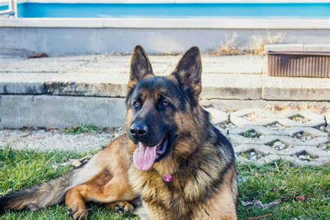 12 Dogs That Can Sense Human Illness - Animals Around The Globe