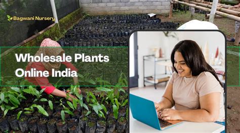 Wholesale Plants Online India | Bagwani Nursery