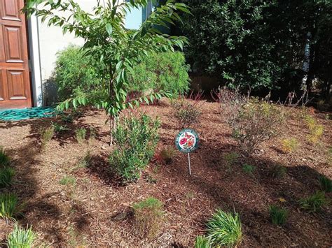 The 'one of everything' mistake that makes your pollinator garden look ...