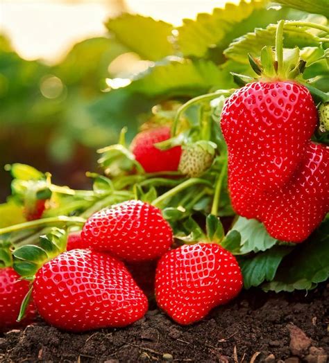 El gazpacho de fresas, saludable y delicioso, que tendrás listo en ...
