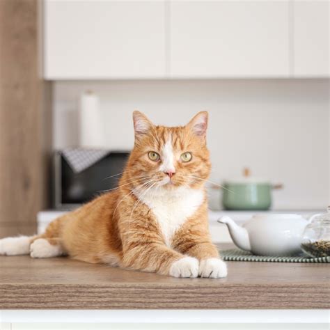 This Orange Cat Is the Calmest Commuter on the NYC Subway - PawNation
