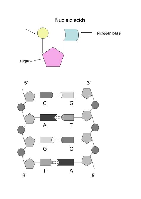 Nucleic acids handout - DDD - NCEA L3 Biology - Nucleic acids Nitrogen ...