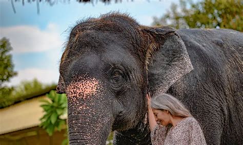 Why International Travelers Love Elephant Experiences in Jaipur
