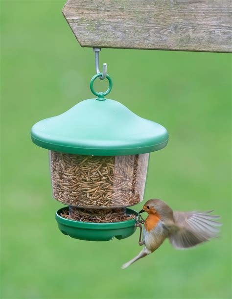 Bird feeding | what & when to feed birds in your garden
