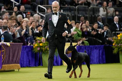 7 dogs competing for Westminster’s show big prize Tuesday night