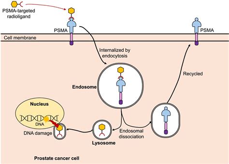 Prostate Cancer, Part 2: PSMA and Beyond | Journal of Nuclear Medicine ...