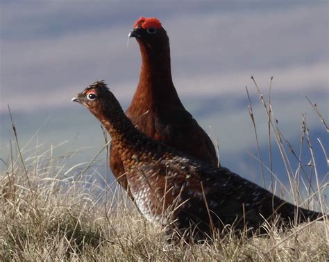 Photo of the Week: Beautiful grouse in Nidderdale