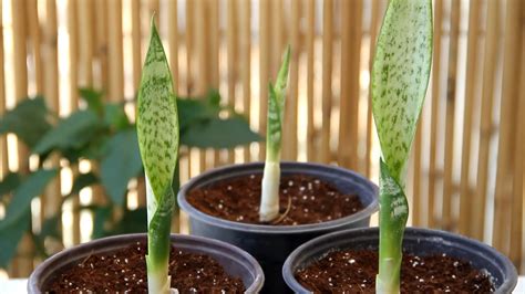 Plant snake plants this March with this simple propagation method