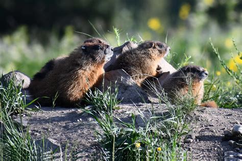 Wild marmots’ social networks reveal controversial evolutionary theory ...