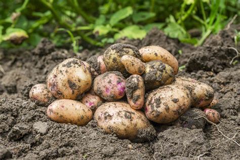 Growing potatoes? Here’s how long they actually take to grow so you can ...