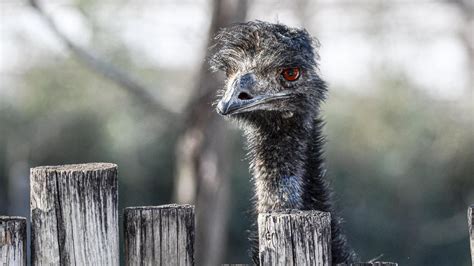 Hailstorm kills 21-year-old emu, injures another animal at Missouri zoo | ktvb.com