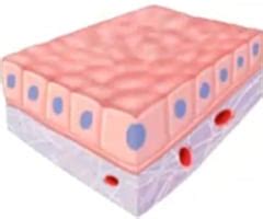 C2 - Epithelium Flashcards | Quizlet