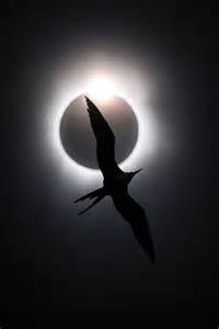 Bird Photographer of the Year: Check out the winning photos - BBC Newsround