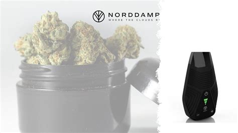 Curing cannabis correctly: Optimizing taste and effect - Norddampf