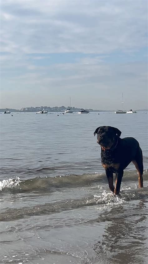 This dog will steal your heart