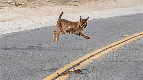 Watch what happens when a cheetah gets too close to a crocodile