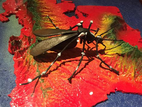 Makana Eyre: Hawaiʻi Has Felt The Sting Of Mosquitoes For 200 Years - Honolulu Civil Beat