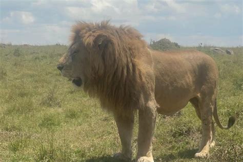 TWISTED HORN SAFARIS (2026) All You Need to Know BEFORE You Go (with ...